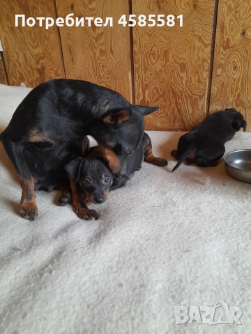 Сърнисти пинери, снимка 15 - Пинчер - 52995417