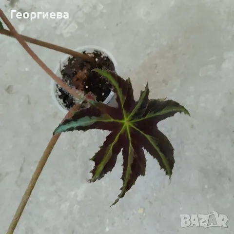 бегония .......