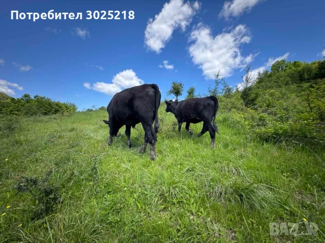 Абърдийн Ангус 