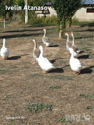 лебедови гъски, снимка 4 - Патици и гъски - 52539821