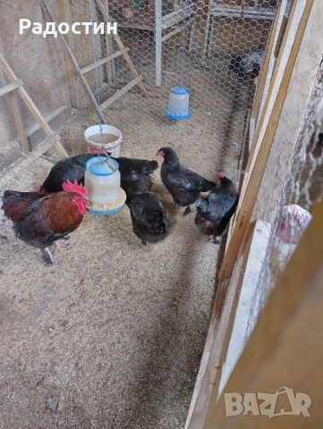 Черен маран оплодени яйца 