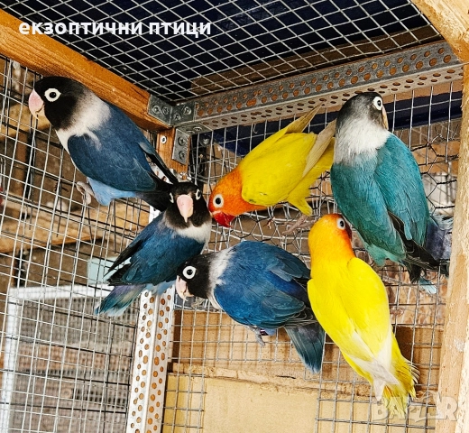 Продавам 2 двойки Неразделки , снимка 3 - Папагали - 52678957