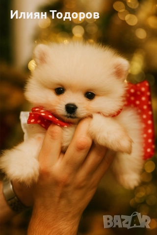 Мини Померан, снимка 4 - Померан - 52671877