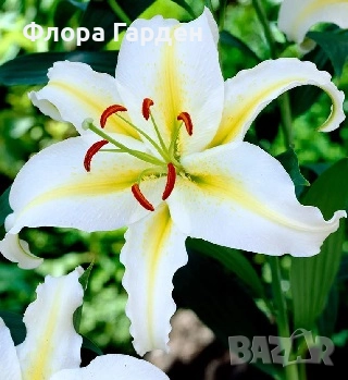 ЛИЛИУМ - Луковици/ПРЕДВАРИТЕЛНИ ПОРЪЧКИ, снимка 5 - Сортови семена и луковици - 40209682