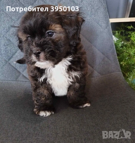 Shih poo/Mini poodle , снимка 8 - Пудели - 54302563