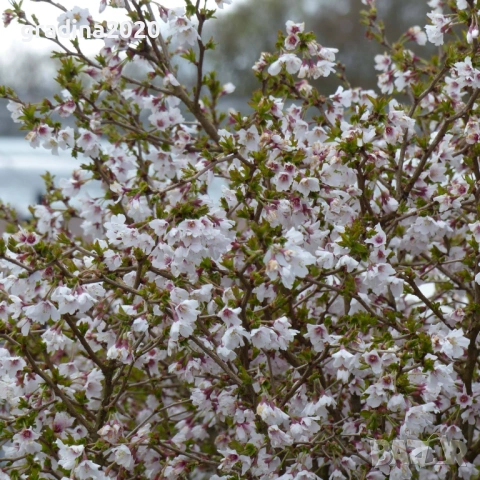 Японска вишна  (Фуджи череша), снимка 3 - Разсади - 54102938