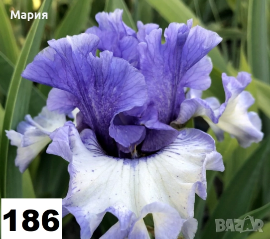 Сортови вискоки ириси /брадати ириси, снимка 3 - Градински цветя и растения - 51459181