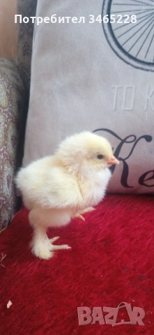 Пиленца Брама, Орпингтон, Легхорн,Шабо