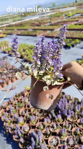 АЮГА ПЪСТРОЛИСТНА, Ajuga ‘Burgundy Glow’, студоустойчива, почвопокривна, снимка 4 - Градински цветя и растения - 46793376