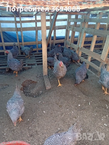 Петли, снимка 4 - Кокошки и пуйки - 53155478