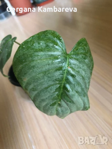 Philodendron Sodiroi 