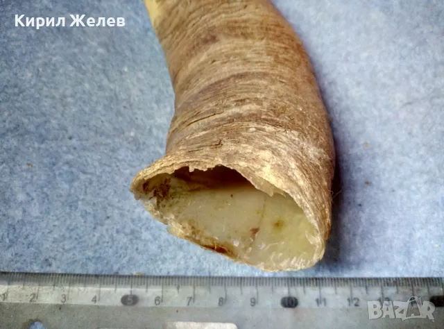 Стар БИВОЛСКИ ГОВЕЖДИ РОГ За КОЛЕКЦИЯ ТЕМАТИЧНА ДЕКОРАЦИЯ 47819, снимка 12 - Антикварни и старинни предмети - 47971805