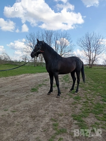 конче, снимка 3 - Коне - 54160325