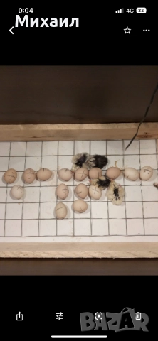 Инкубатори, снимка 6 - За птици - 51980465