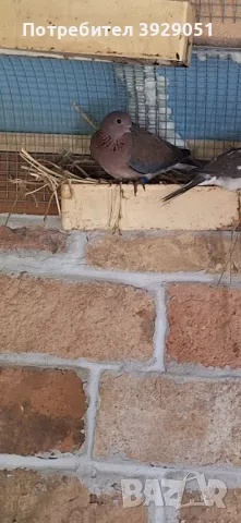 продавам сенегалска женска