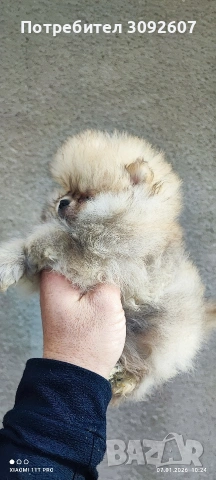 Померан момиче , снимка 2 - Померан - 53025312