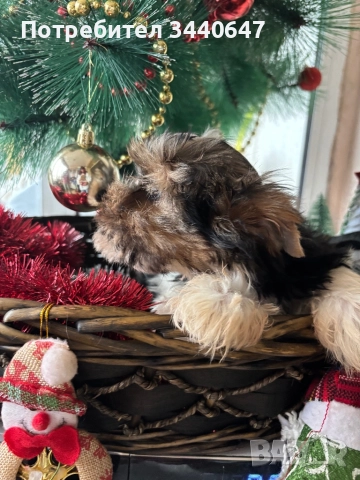 Мъжко йорки, снимка 13 - Йоркширски териер - 52553604