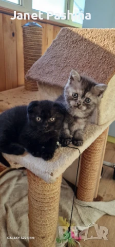 Чистокръвни британски котенца, снимка 2 - Британска късокосместа - 50850666