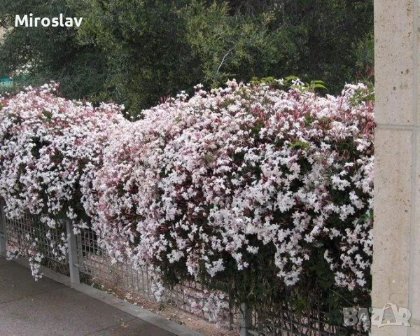 Жасмин 3-цвята (Вечнозелен), снимка 8 - Градински цветя и растения - 49673745