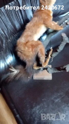 препарирана катеричка на клонка, снимка 4 - Декорация за дома - 51090826