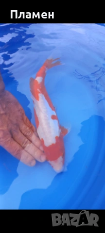 Японски шаран KOИ