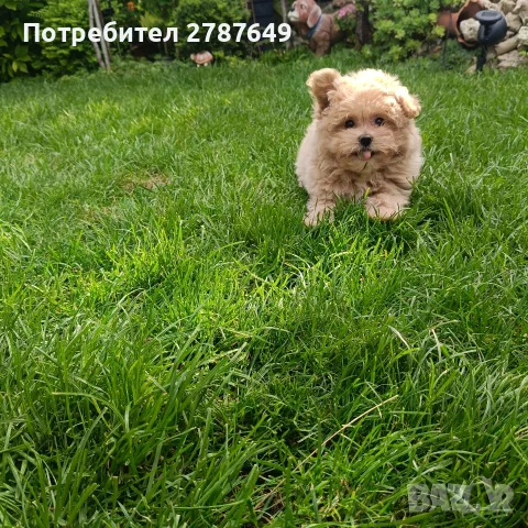 Малтипу(Maltipu)момиче, снимка 2 - Пудели - 56038348