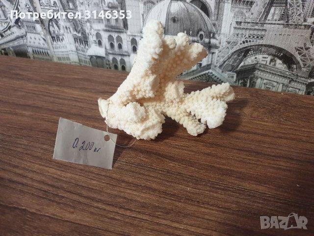 Естествен морски корал 