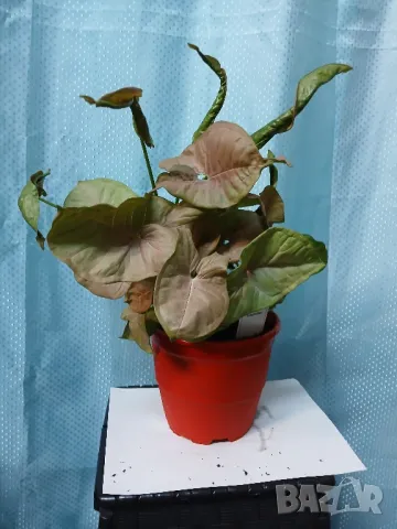 Сингониум 48см.