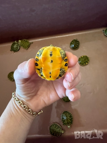 Продавам водни костенурки, снимка 4 - Костенурки - 52907533