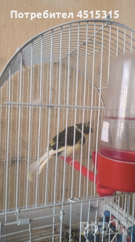 Male Canary Gloster, снимка 11 - Канари - 52115676