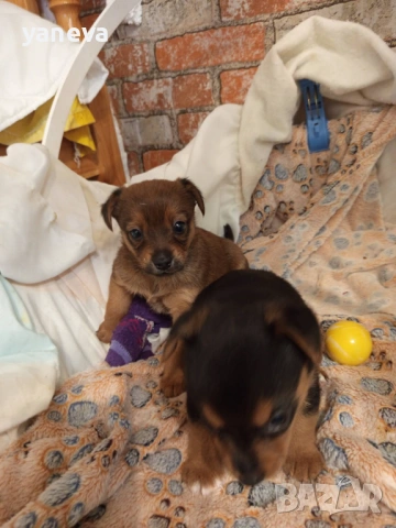 Подаряват се малки сладки кученца , снимка 10 - Други - 53916987