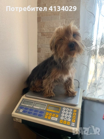 Две мини Йорки мъжки на 1 година и един стандартен мъжки, снимка 11 - Йоркширски териер - 53227851
