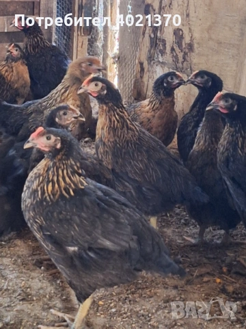 Пилета супер харко