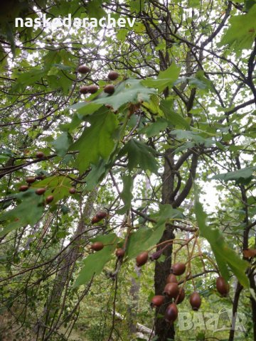 Брекина (Sorbus terminalic) плодно медоносно дърво, снимка 8 - Градински цветя и растения - 30347880