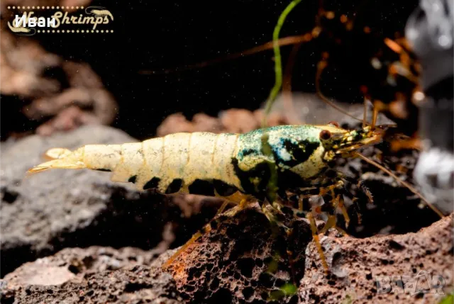 Аквариумни скариди BOA black 