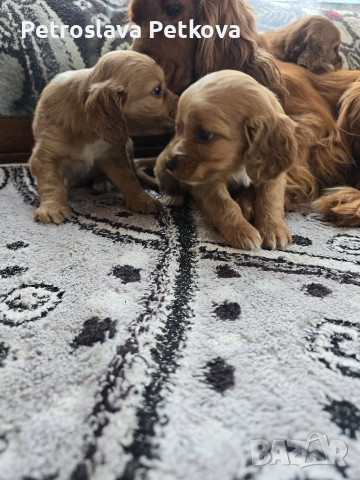 чистокръвни Кокер Шпаньоли, снимка 4 - Кокер шпаньол - 54086951