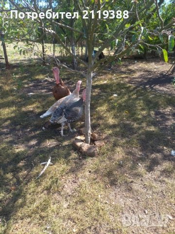 Женски и мъжки пуйки,миналогодишни, снимка 5 - Кокошки и пуйки - 51803244