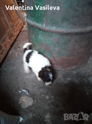 Три женски лагото романьоло, снимка 2 - Други - 54351690