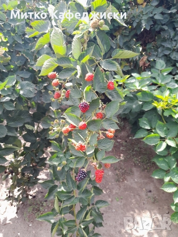 продавам разсад къпини, снимка 3 - Разсади - 52941781