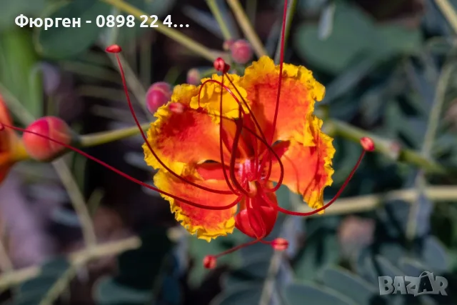 Цезалпиния пулхерима – Caesalpinia pulcherrima, снимка 3 - Разсади - 55863674