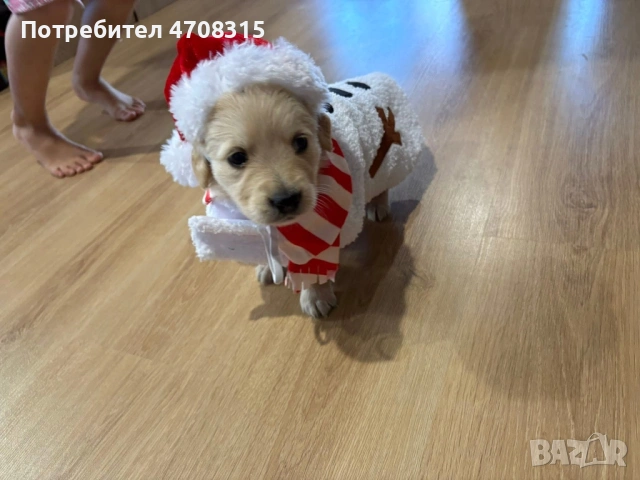 Голдън чистокръвно игриво момче, снимка 3 - Голдън ретривър - 53094906