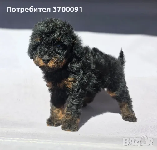 пудел / пуделче, снимка 2 - Пудели - 55719550