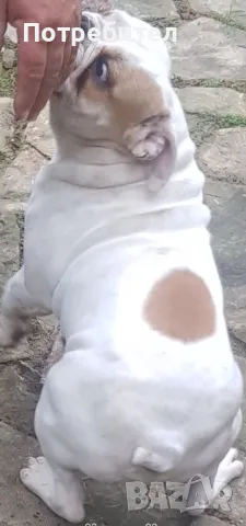 Английски булдог - мъжко, снимка 1