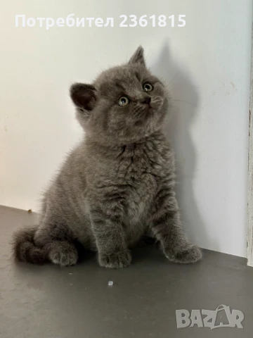 Чистокръвно мъжко синьо британче, снимка 9 - Британска късокосместа - 51088371