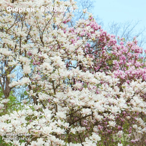 Магнолия Алба Суперба - ( Alba Superba ), снимка 3 - Сортови семена и луковици - 50793626