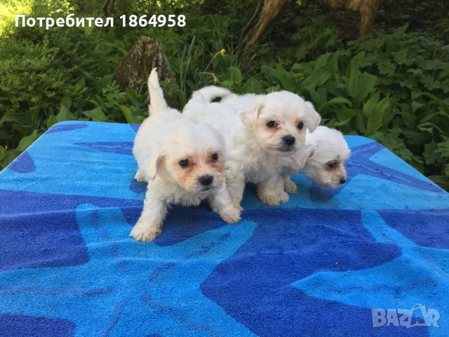 СУПЕР МИНИ МАЛТИЙСКА БОЛОНКА Доставка , снимка 4 - Болонка - 52098902