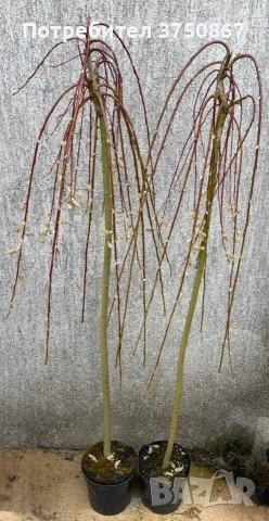 🌿 Плачеща върба – Salix caprea 'Kilmarnock', снимка 2 - Градински цветя и растения - 54103551