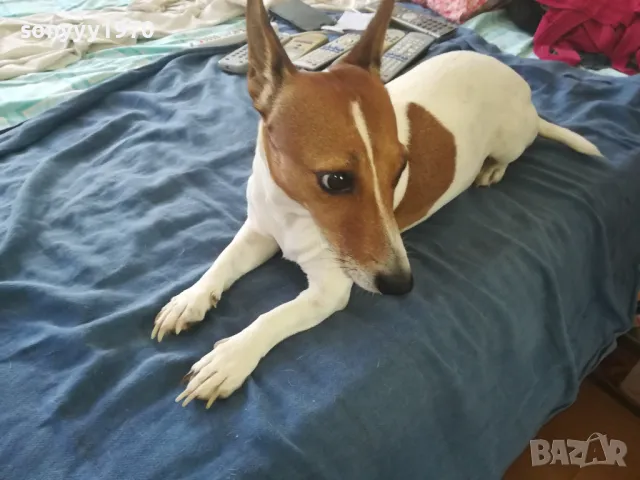 ДЖАК РЪСЕЛ 2510241712, снимка 2 - Джак ръсел териер - 47718696