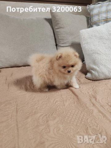 Померан мини мъжки и женско , снимка 7 - Померан - 52878318