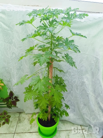 Индрише, бял Бенджамин, Бегония , Хлорофитум 